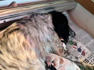 Cocker Spaniel dogs Hanscombe working cocker spaniel puppies - Advert 3