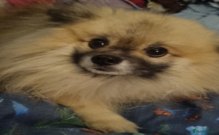 Pomeranian dogs - Advert 16