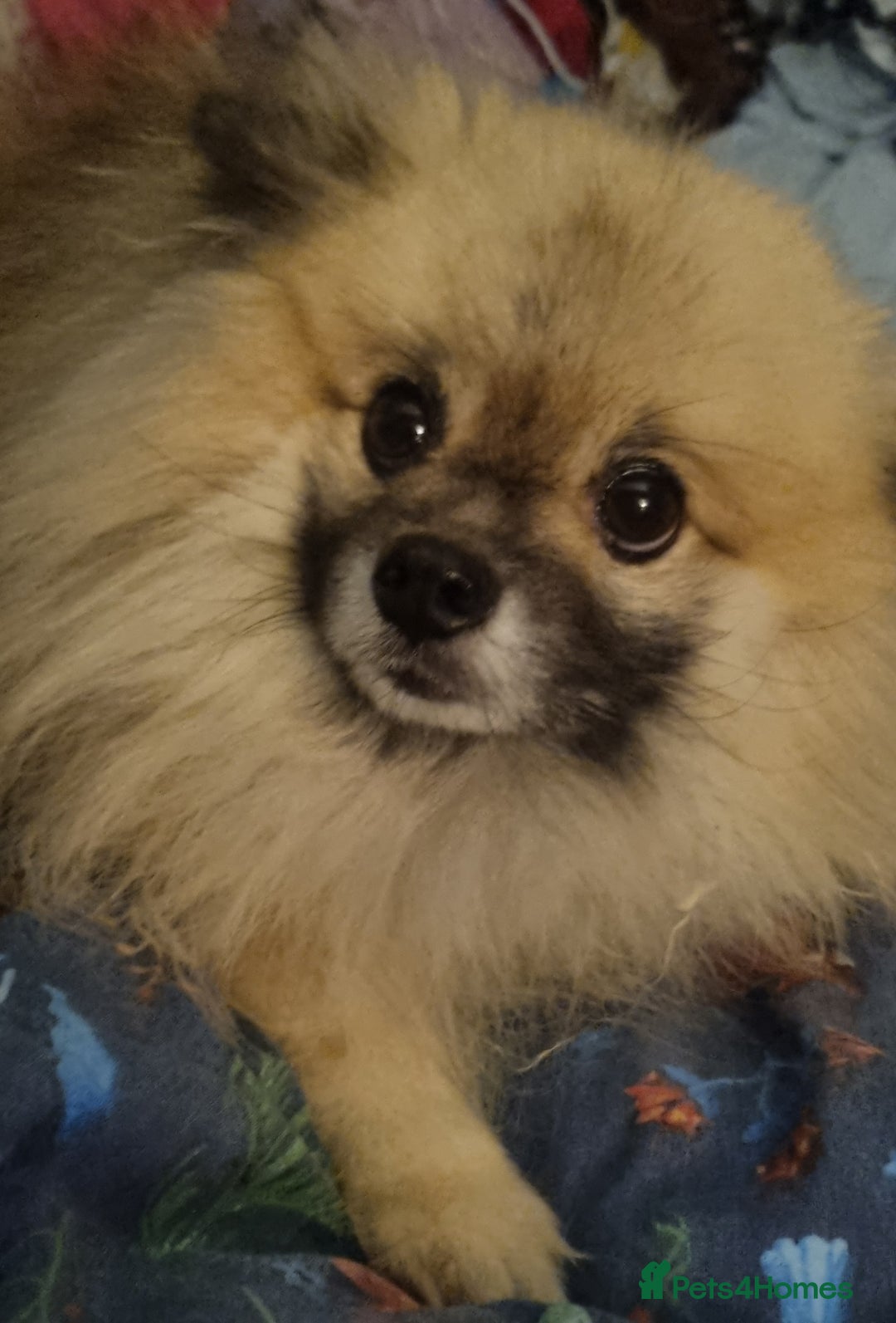 Pomeranian dogs for sale: Pomeranian  - Image 1