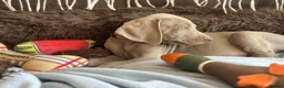 Weimaraner dogs for sale: 🐾Ready Now KC REG SILVER WEIMARANER PUPPIES 🐾 - Advert 20