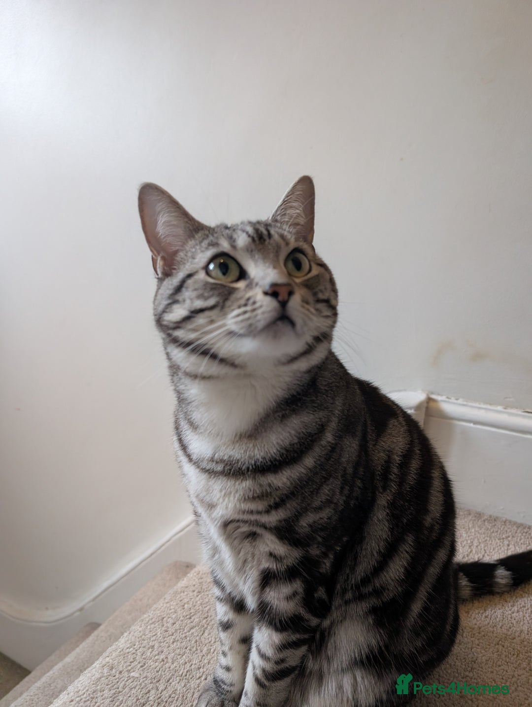 Mixed Breed cats for sale: Silver Black Tabby - Advert 1