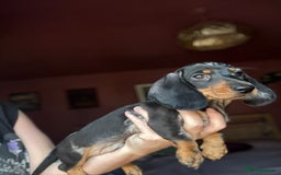Dachshund dogs for sale: Kc reg first vac chipped licensed bundles of love  - Image 5