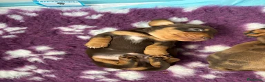 Miniature Dachshund 1