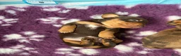 Miniature Dachshund dogs for sale: Smooth haired miniature dachshund  in Norwich - Advert 5