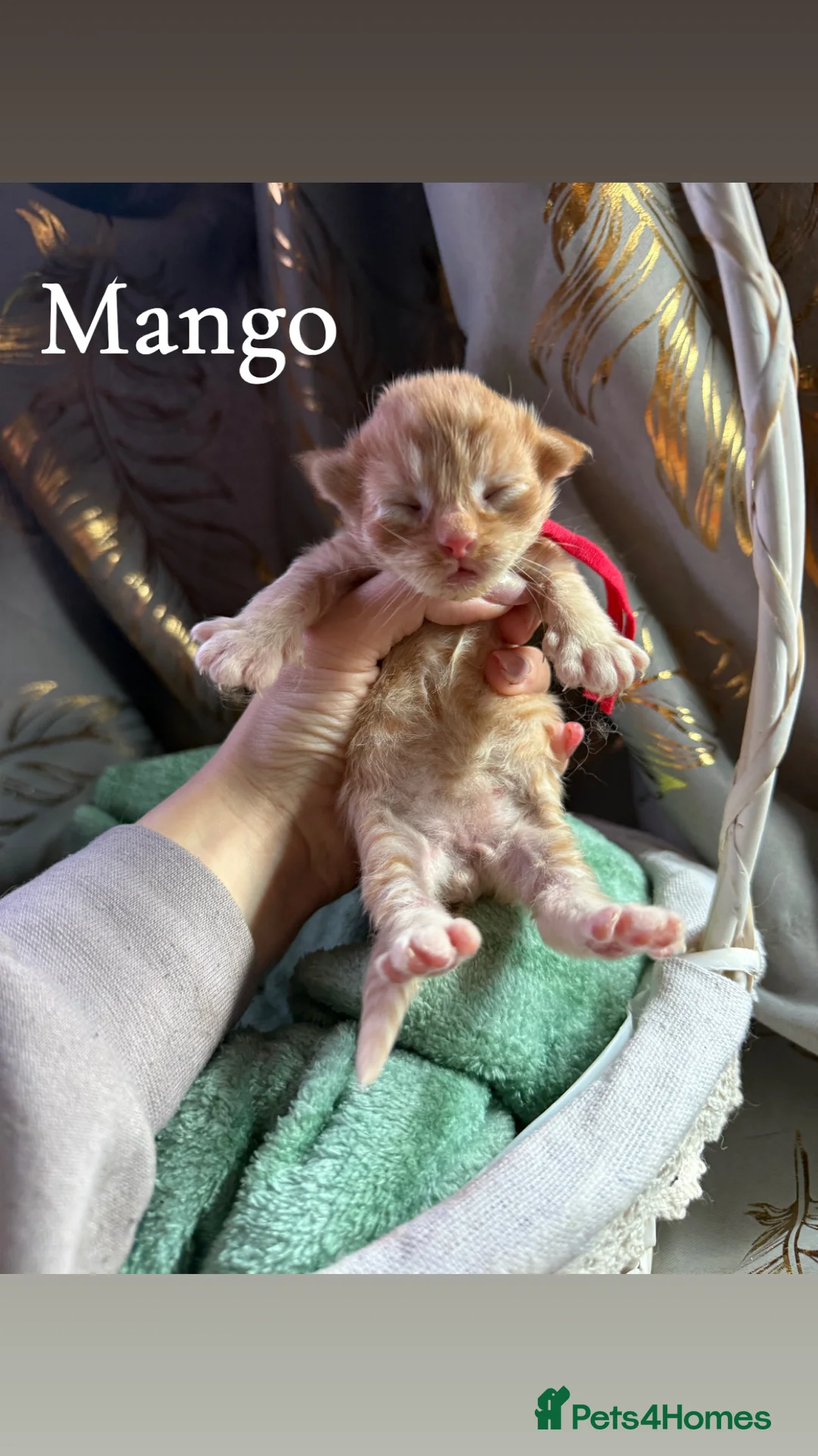 Siberian cats for sale: 6 beautiful siberian kittens  - Advert 8