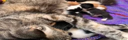 Mixed Breed cats for sale: 🐾 4 Male Kittens Looking for Loving Homes 🐾  - Advert 4