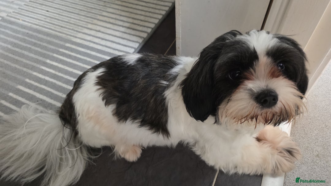 Mixed Breed dogs for sale: Mixed breed puppys - Advert 6