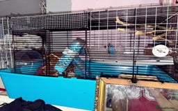 Hamster rodents for sale: Male/female hamster  - Image 3