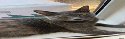 Bengal cats for sale: Bengal x Russian blue.  - Advert 2