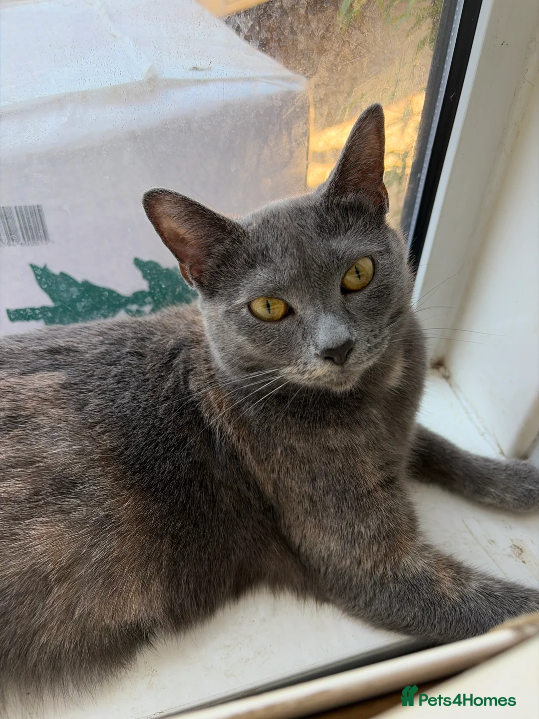 Bengal cats for sale: Bengal x Russian blue.  - Advert 2