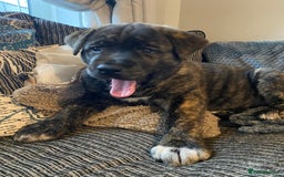 Mixed Breed dogs for sale: Rottweiler cross Akita (rokita) - Image 8