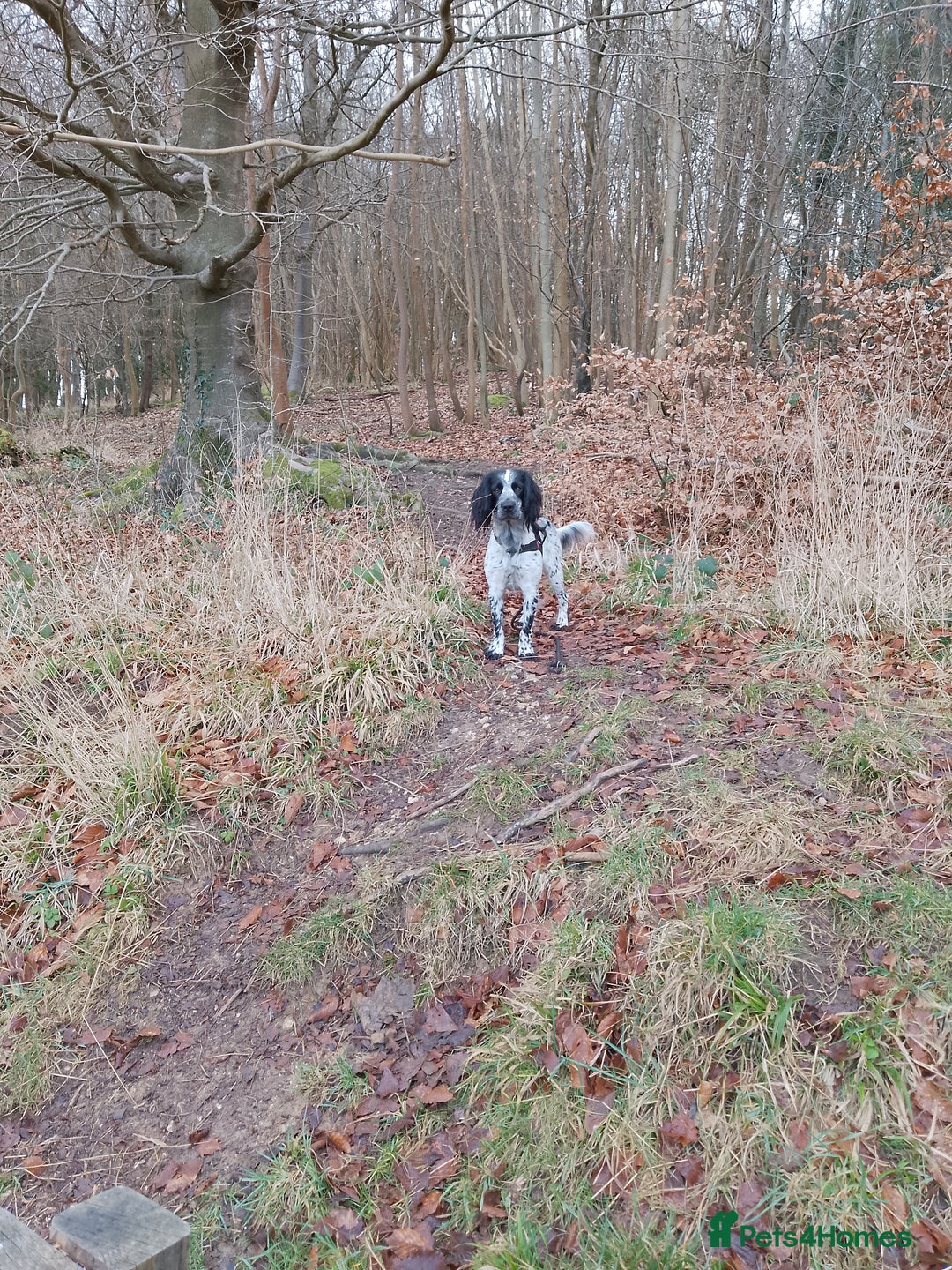 Cocker Spaniel dogs for stud: Archie, cocker spaniel, stud - Advert 3
