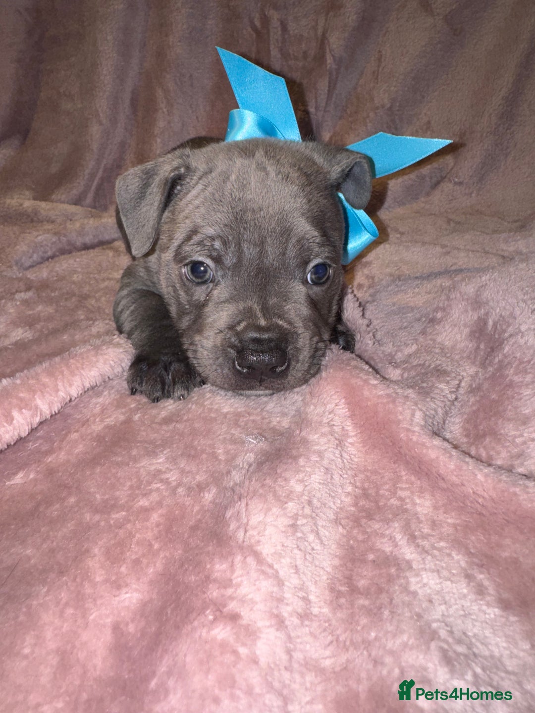 Staffordshire Bull Terrier dogs for sale: KC reg. Staffordshire bull terrier puppies - Advert 3