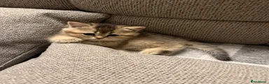 British Shorthair Kitten 8
