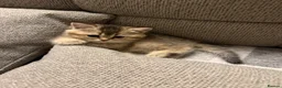 British Shorthair cats for sale: British shorthair kittens  - Advert 2