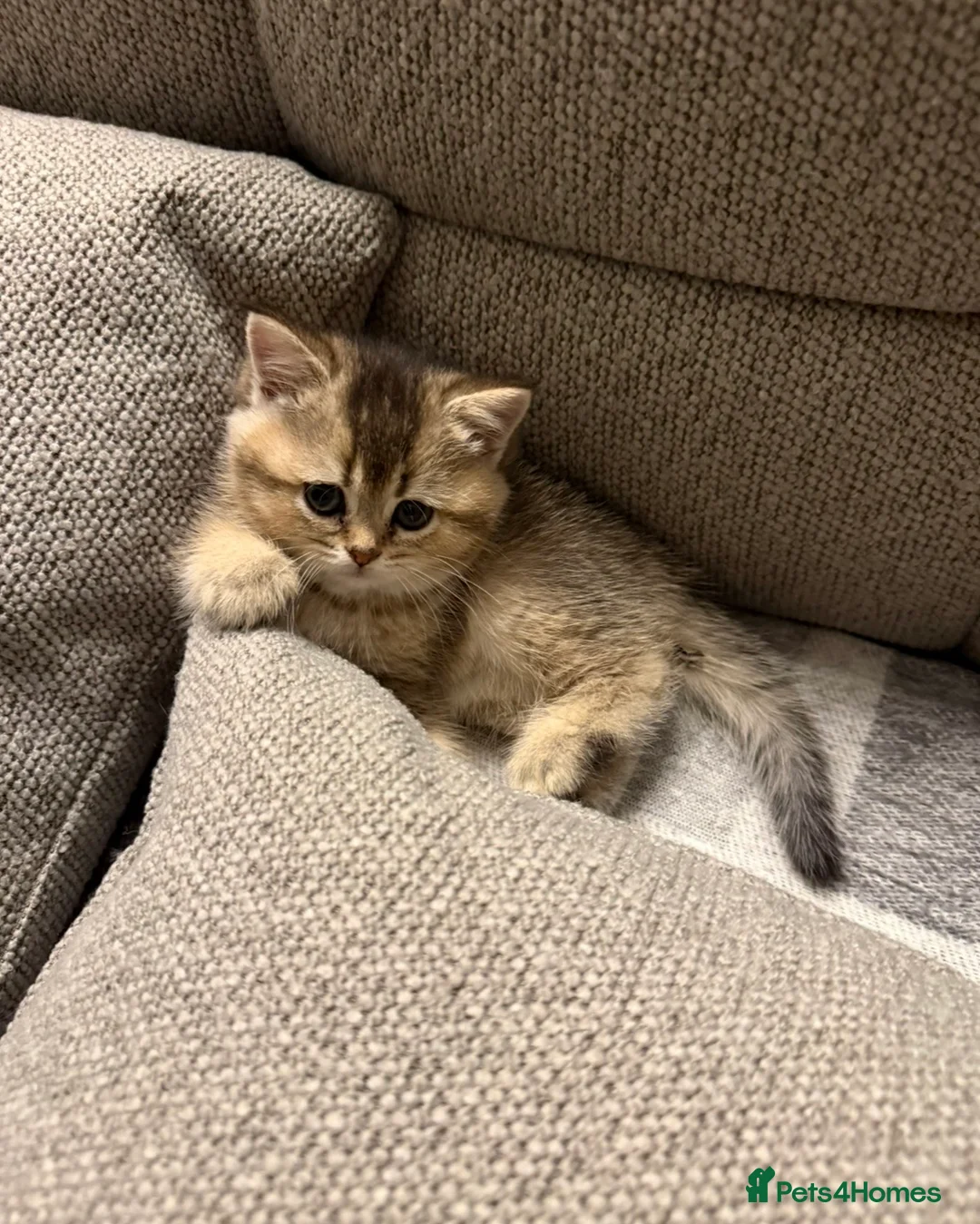 British Shorthair cats for sale: British shorthair kittens  - Advert 2