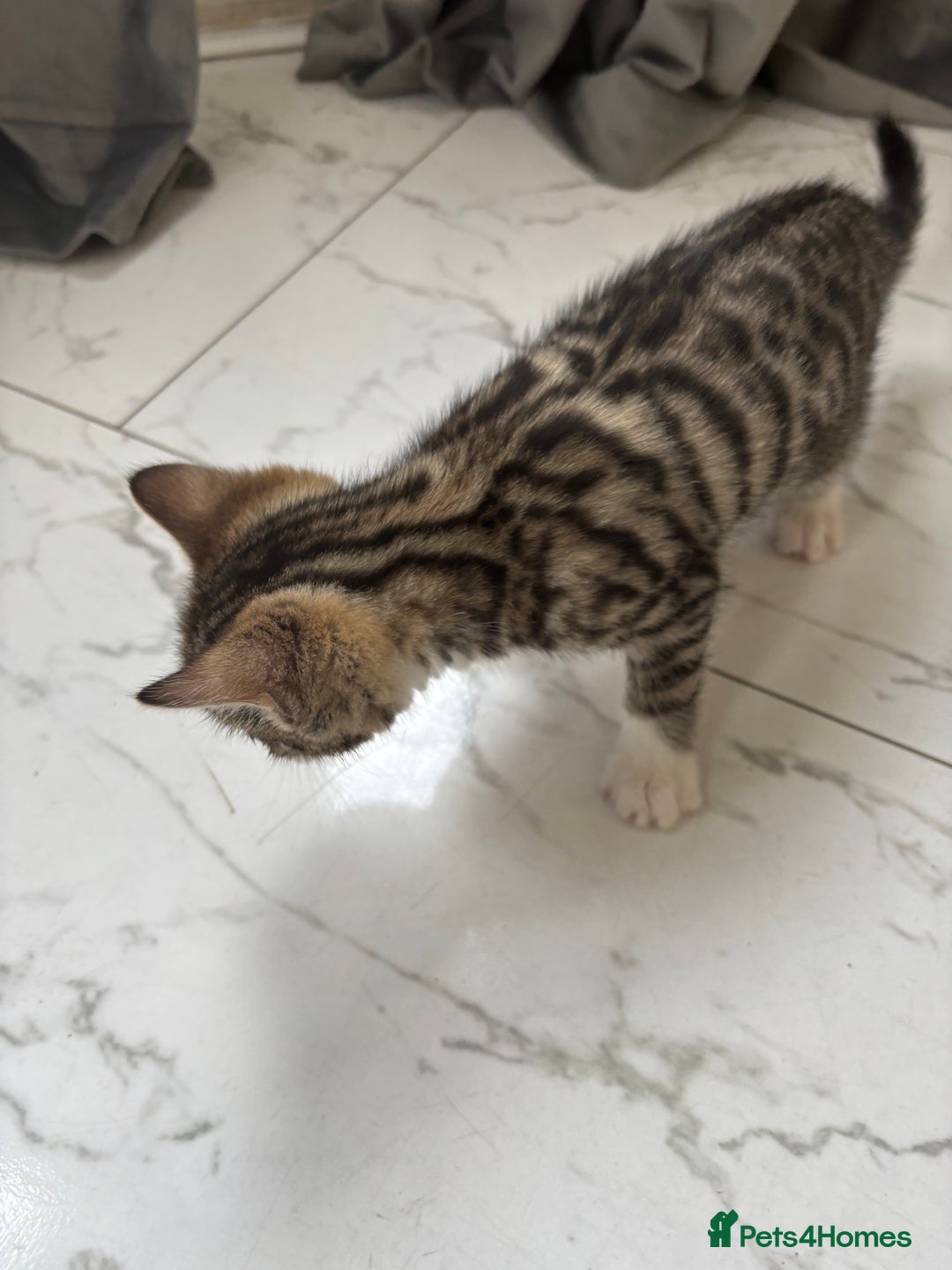 Bengal cats for sale: Bengal Kittens Ready2Go (Mother is TICA certified) in London - Image 11
