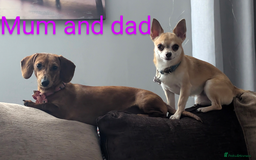 Chiweenie dogs for sale: 5 gorgeous Chiweenie puppies - Image 7