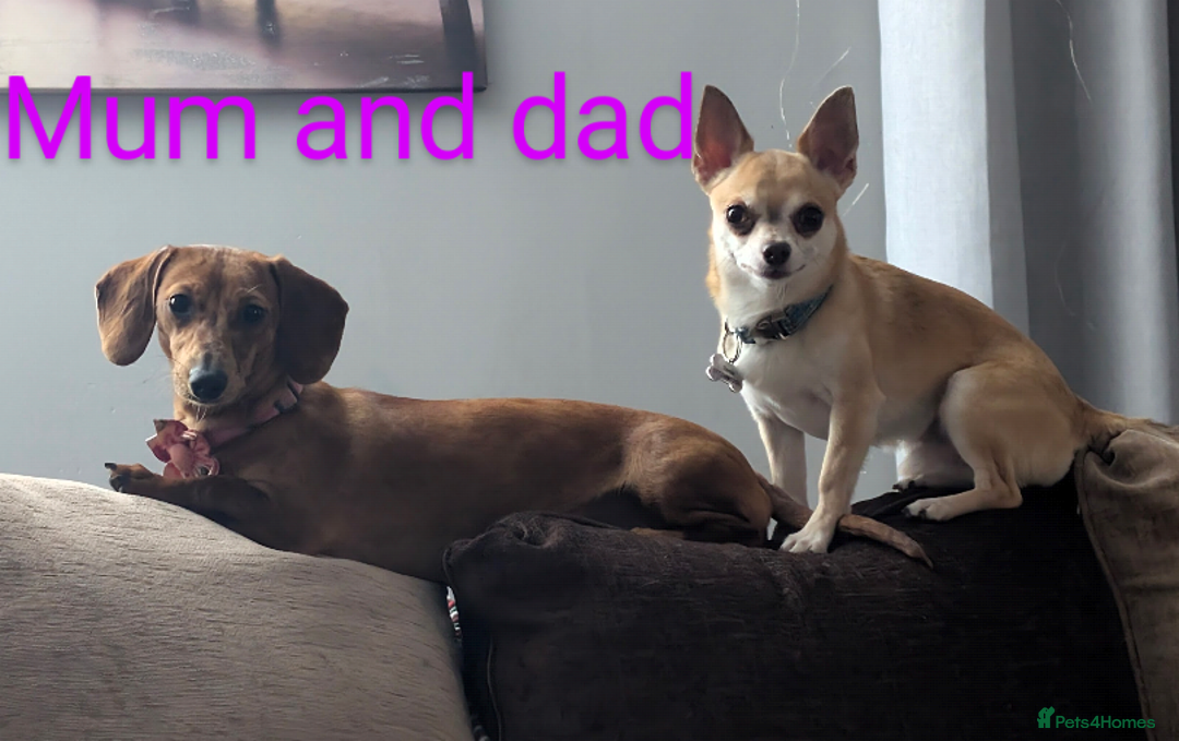 Chiweenie dogs for sale: 5 gorgeous Chiweenie puppies - Image 7
