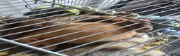 Rat rodents for sale: 2 Female rats in Stoke-on-Trent - Advert 1