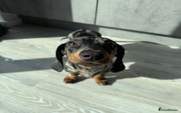 Dachshund dogs for sale: Dachshund for sale - Image 3