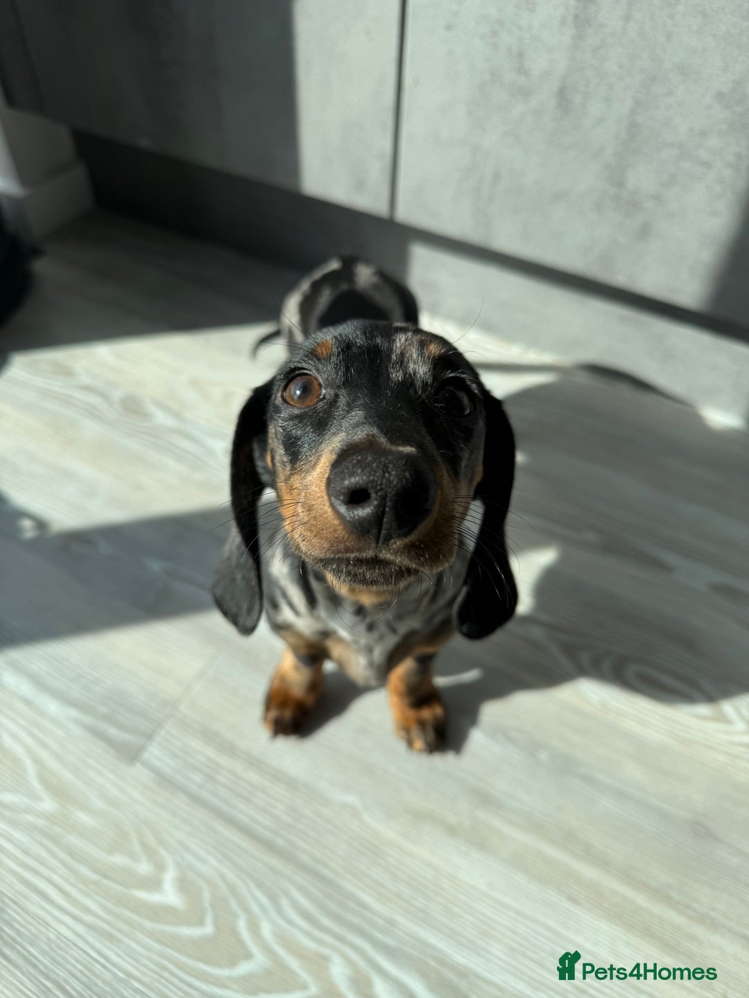 Dachshund dogs for sale: Dachshund for sale - Image 3