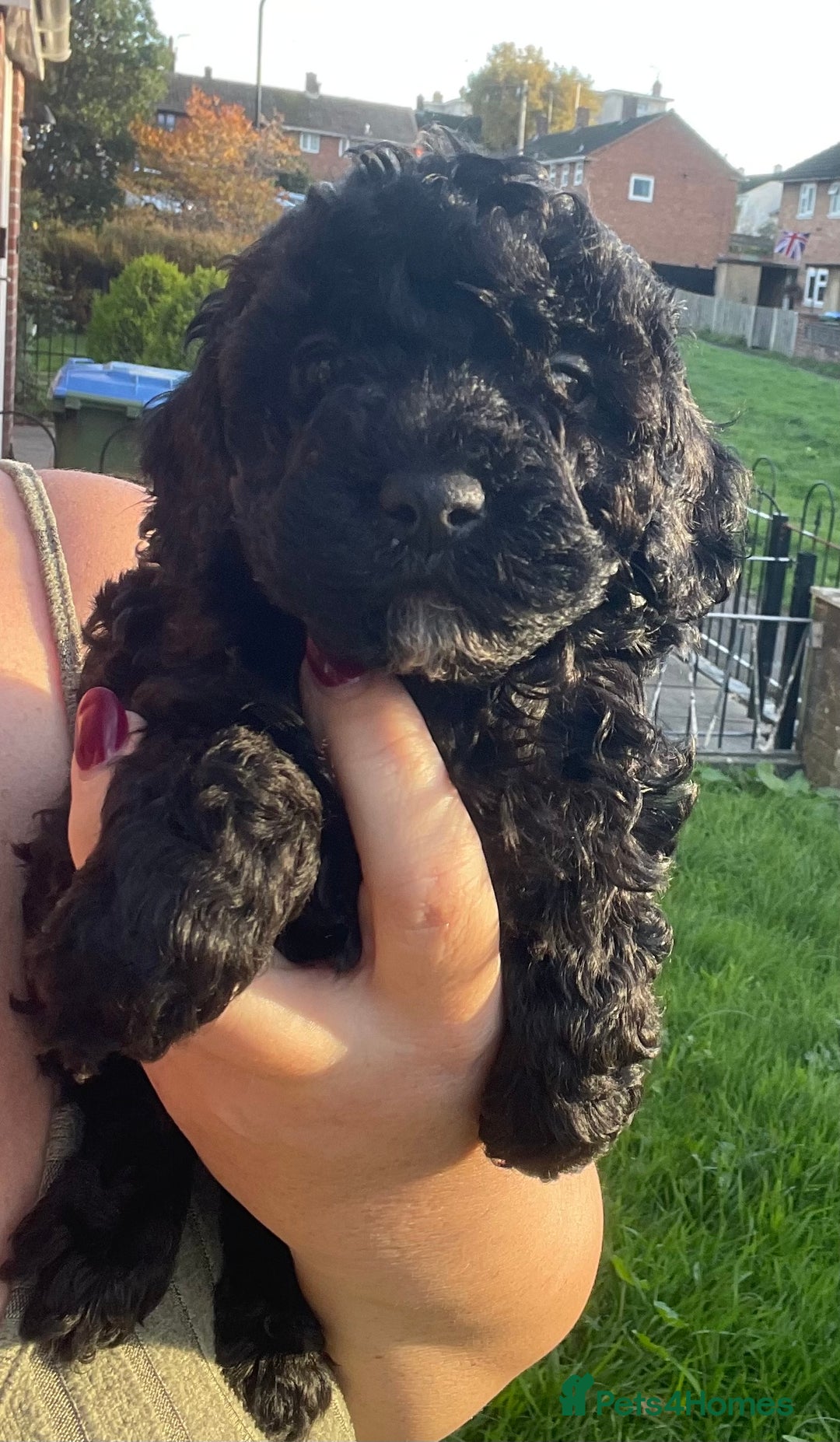 Maltipoo dogs for sale: F1B maltipoo - Image 19