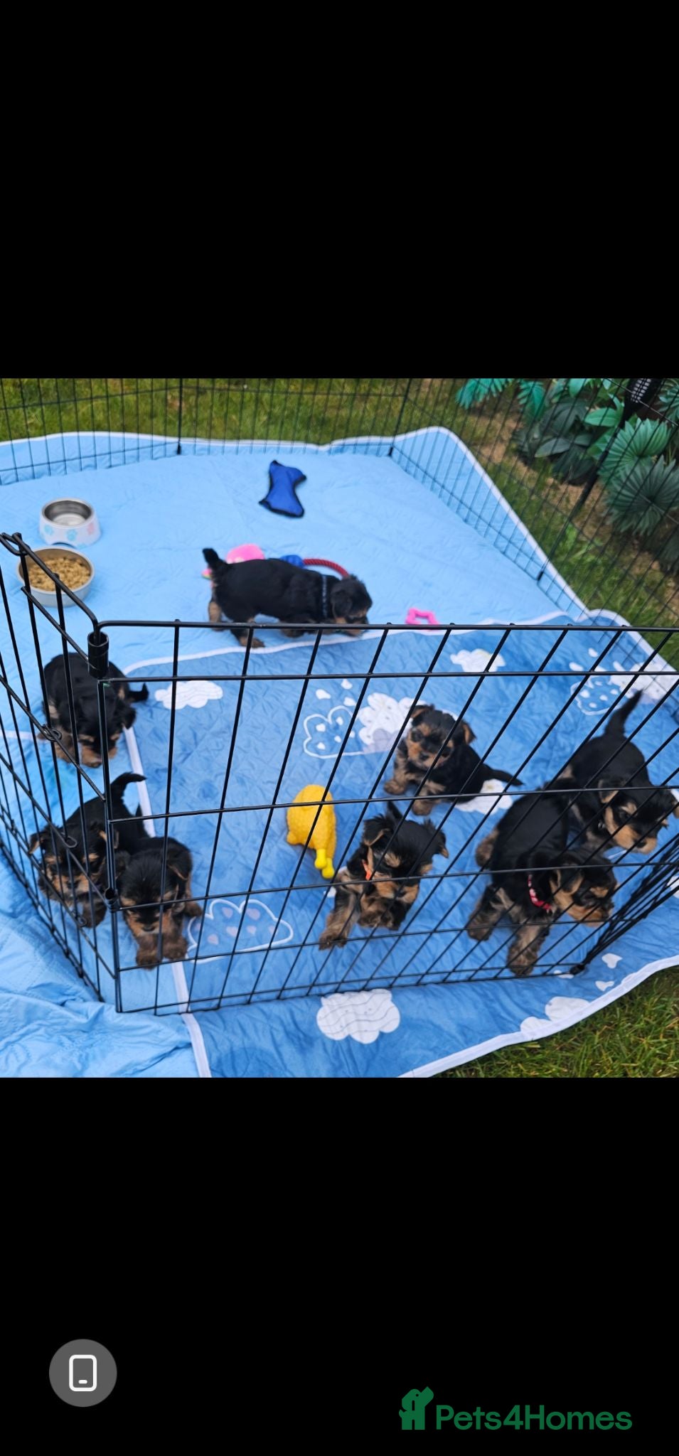 Yorkshire Terrier dogs Bella - Advert 10