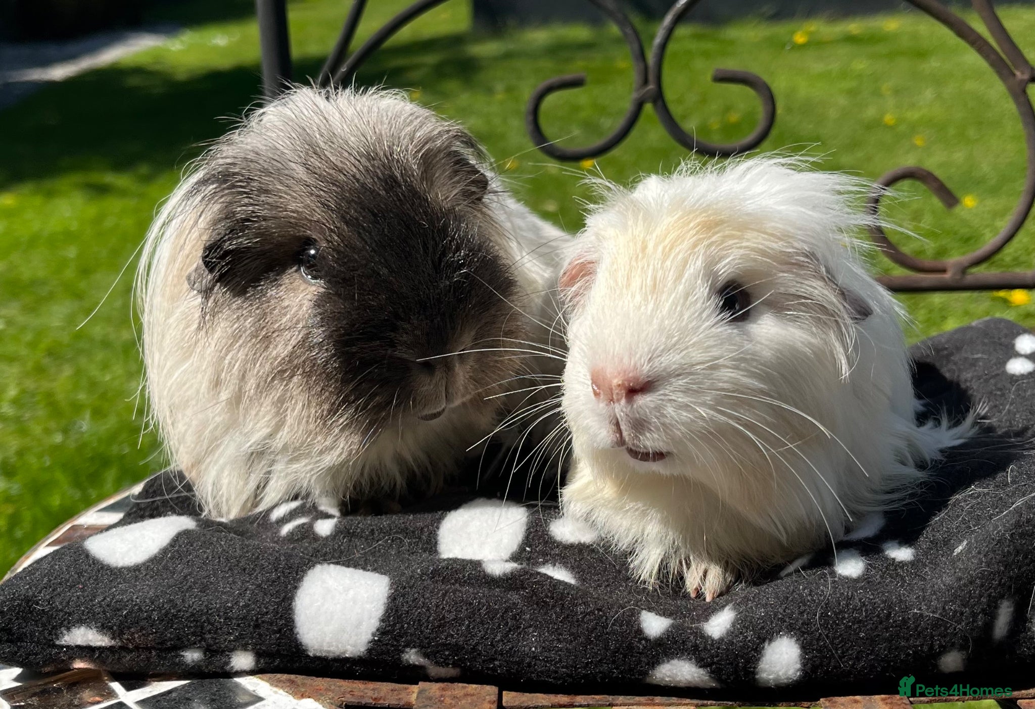 Guinea Pig rodents Guinea pigs.  - Advert 2