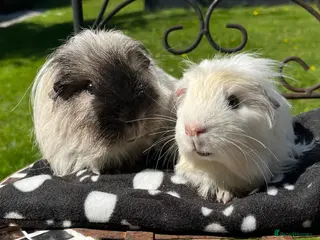 Guinea Pig rodents Guinea pigs. - Advert 3