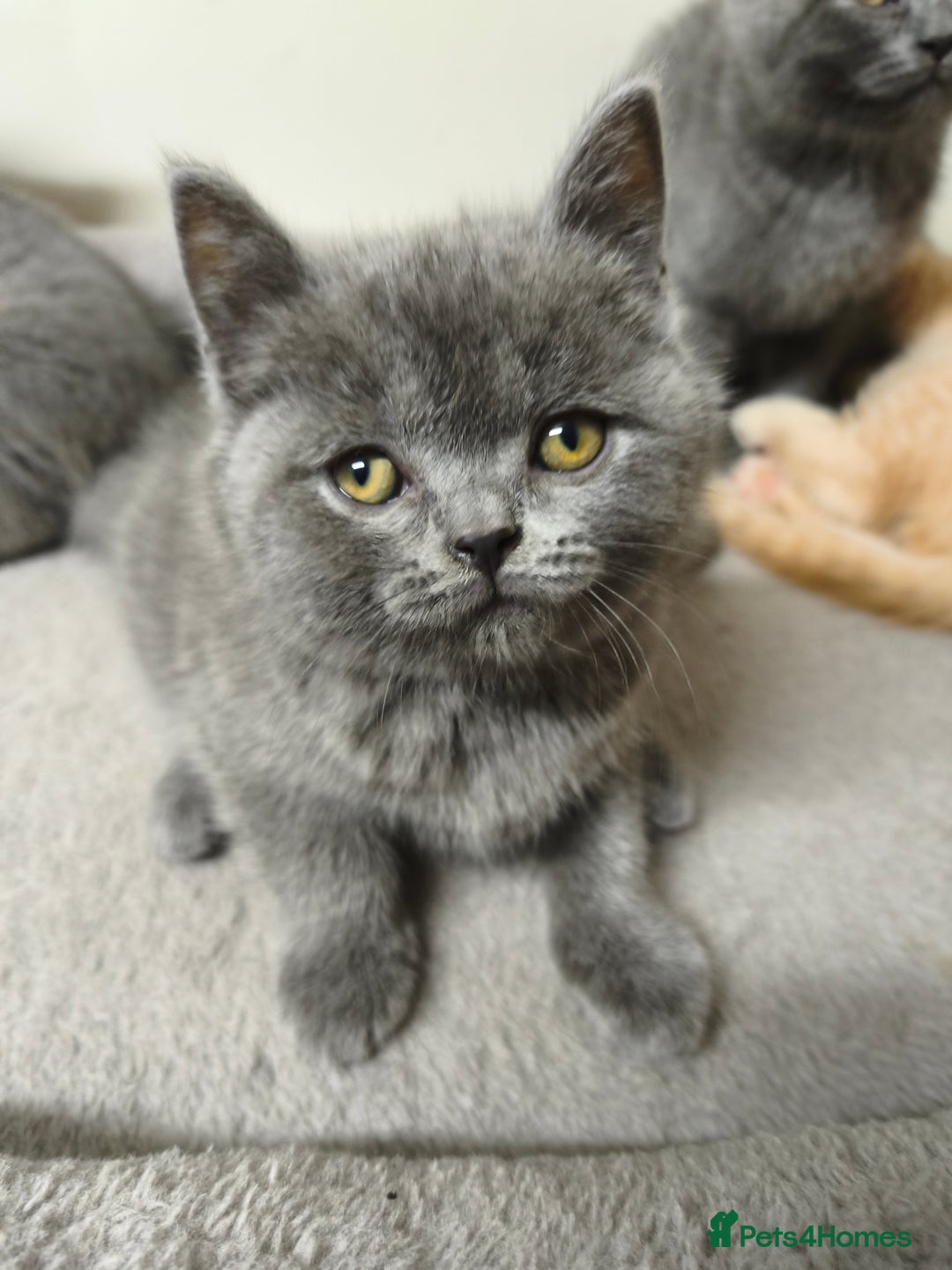 British Shorthair cats for sale: British Shorthair Kittens Imported Parents  - Advert 40