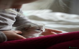 Scottish Fold cats for sale: Scottish fold - Image 2