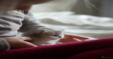 Scottish Fold cats - Advert 5