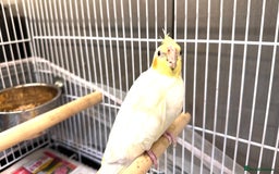 Cockatiels birds for sale: Lovely cockatiel looking for new home  - Image 1