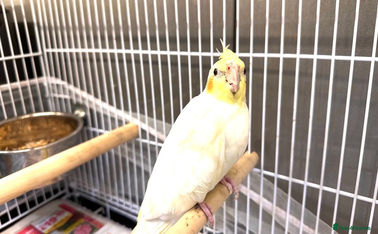 Cockatiels birds - Advert 2