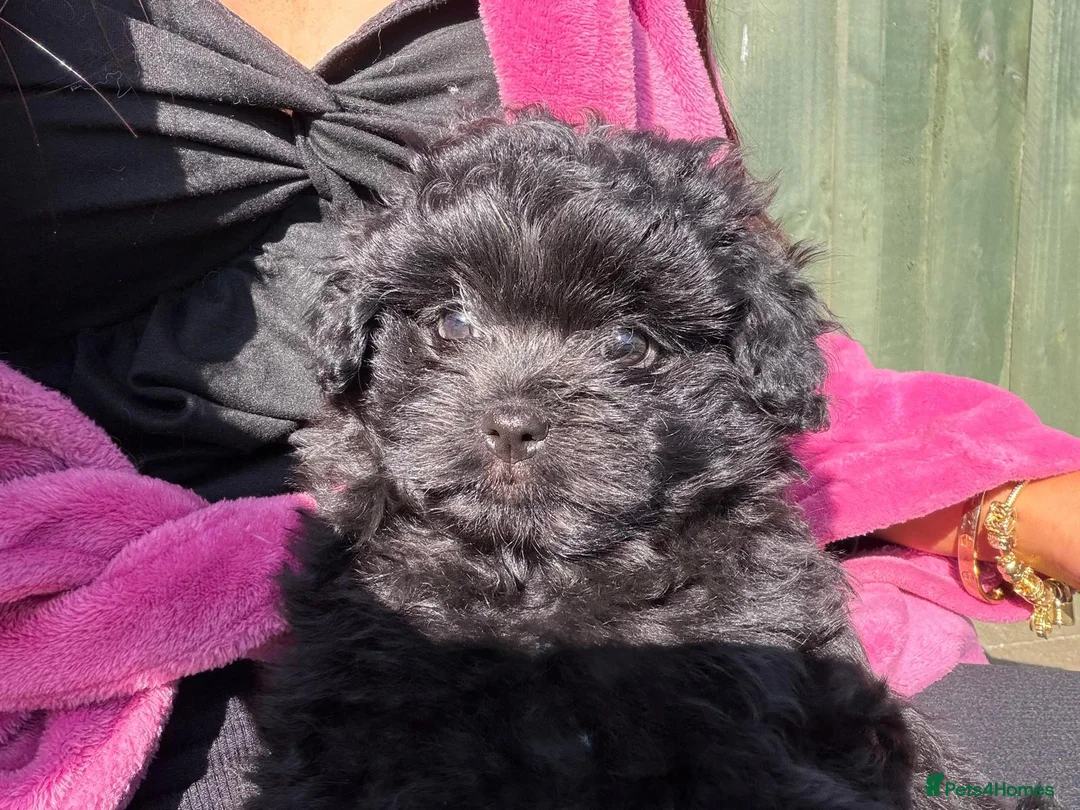 Pomapoo dogs for sale: Stunning Pomapoo Puppies  in Northampton - Advert 2
