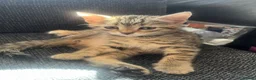 Mixed Breed cats for sale: 5x Tabby kittens for sale - Advert 3