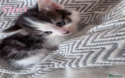 Mixed Breed cats for sale: Mix breed kittens  - Image 1