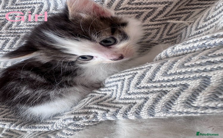 Mixed Breed cats - Advert 13