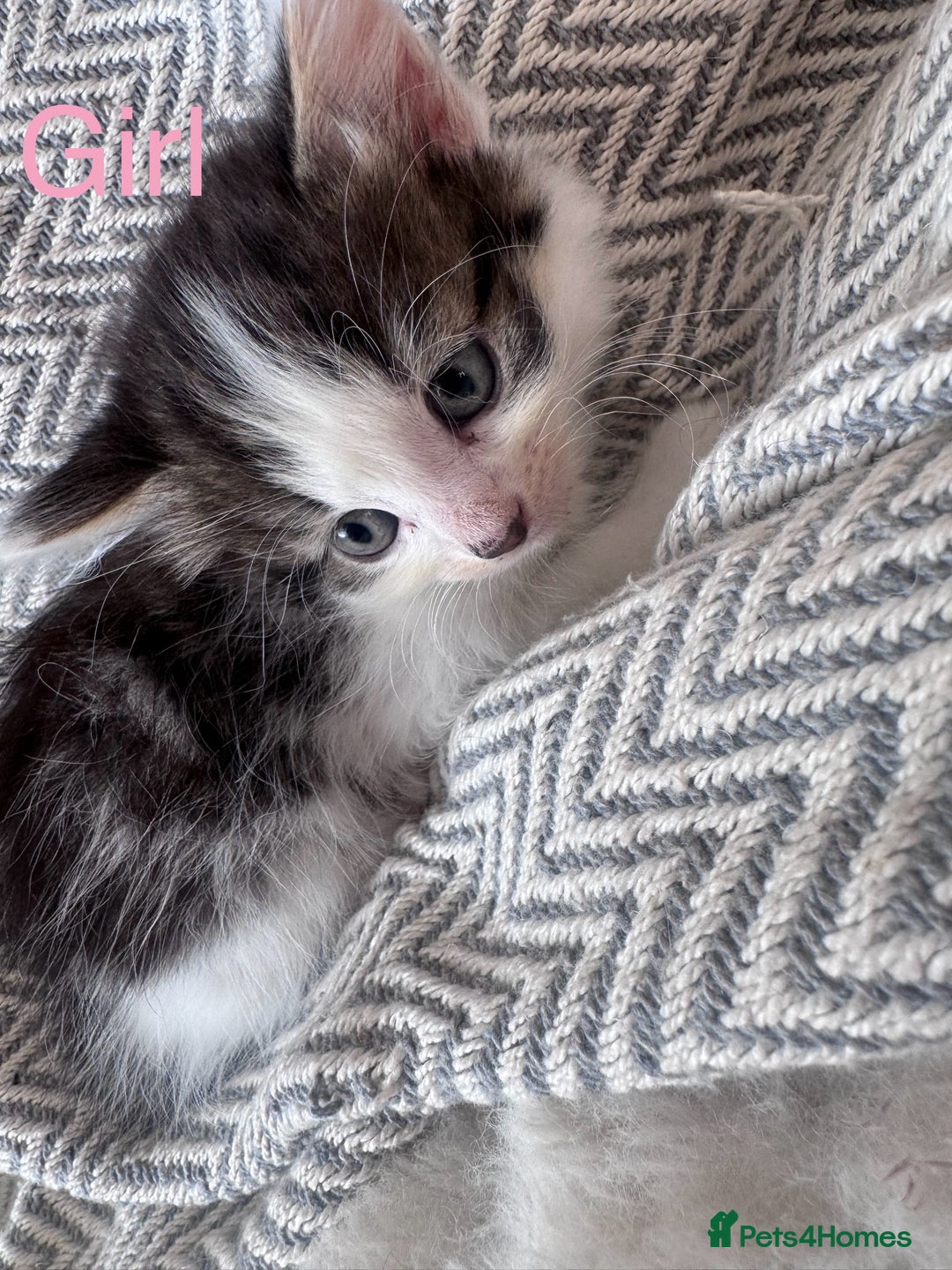 Mixed Breed cats for sale: Mix breed kittens  - Image 1