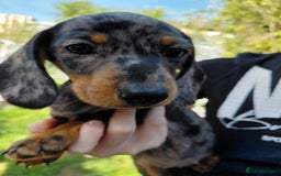 Dachshund dogs for sale: Miniature Daschund - Image 22