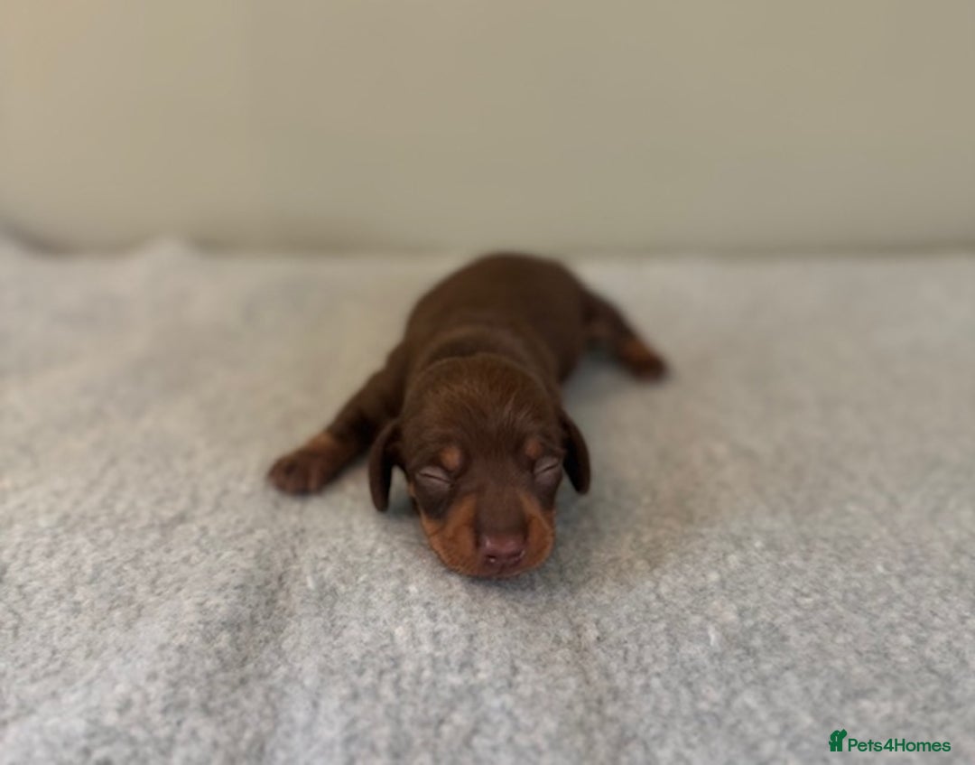 Miniature Dachshund dogs for sale: KC reg v small miniature smooth dachshund puppies - Image 11