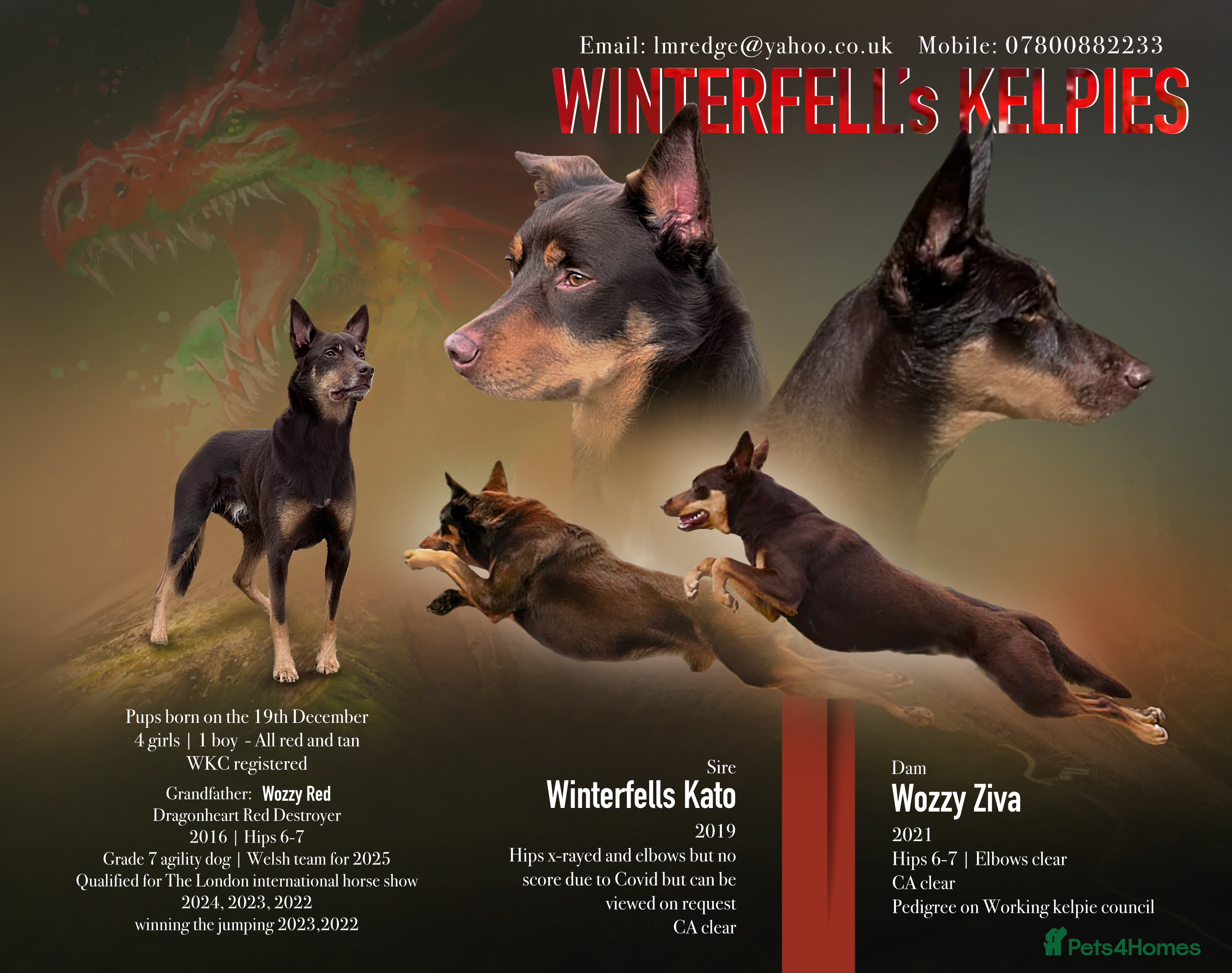 Dog Competition Bear Creek Working Kelpies Westminster Dog Show