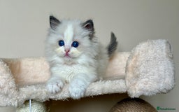 Ragdoll cats for sale: 3 blue bicolour boys  - Image 12