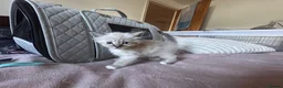 Mixed Breed cats for sale: Ragdoll x Maine coon - Advert 10