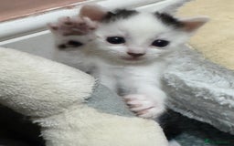 Mixed Breed cats for sale: 3 beautiful kittens looking for new home - Image 24