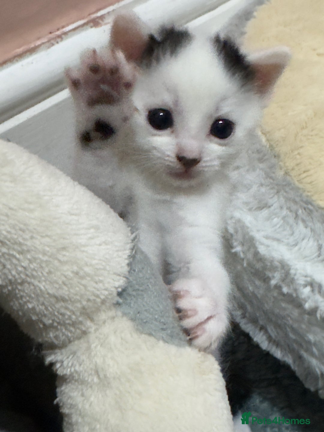 Mixed Breed cats for sale: 3 beautiful kittens looking for new home - Image 24