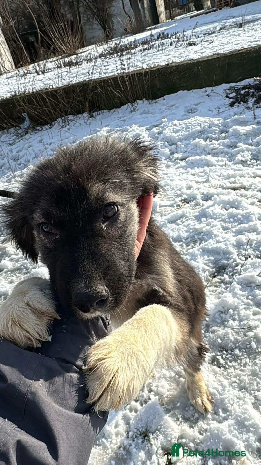 Mixed Breed dogs for adoption: Meet Galaxy, currently residing in Urquhart  in Elgin - Advert 6