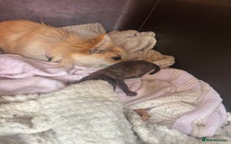 Chihuahua dogs for sale: Long hair Chihuahua boy  - Image 14