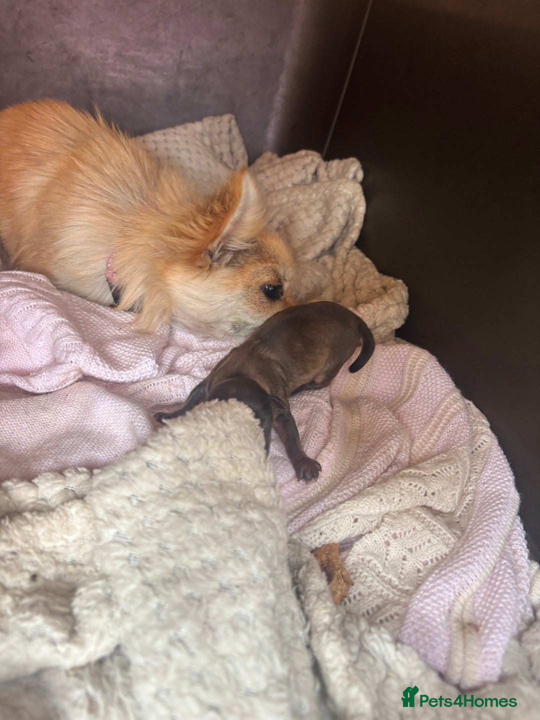 Chihuahua dogs for sale: Long hair Chihuahua boy  - Image 14